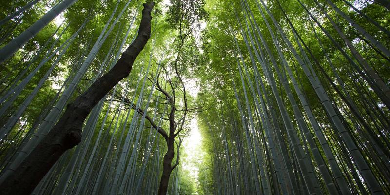 成人零基础爵士舞速成班：三个月从肢体不协调到自信舞动，开启你的现代舞之旅