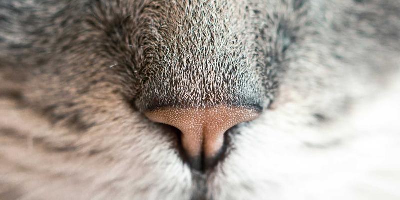 舞蹈培训行业蓬勃发展,舞蹈商城与专业舞鞋如何赋能未来市场